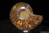 Single Cleoniceras Ammonite #360-1